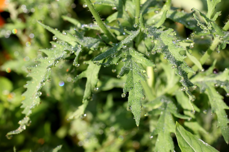 Lokation: Deutschland | Nordrhein-Westfalen | Bergisch Gladbach | Rodemich Kategorien: Habitus, Naturgarten, Datum: 27.07.2013