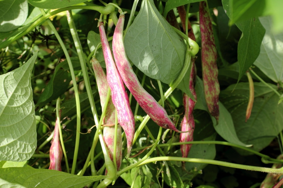Borlotti Feinschmeckerbohnen