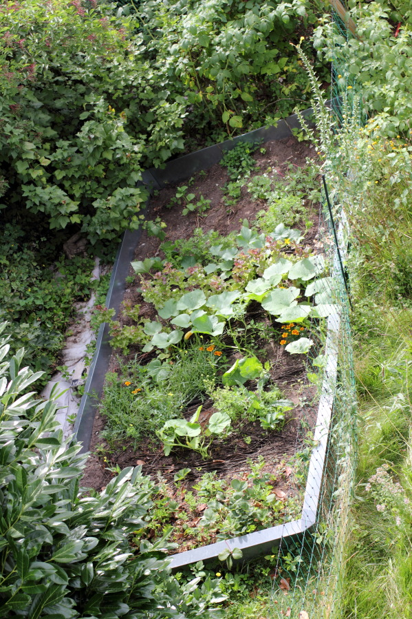 Lokation: Deutschland | Nordrhein-Westfalen | Bergisch Gladbach | Rodemich Kategorien: Permakultur, Datum: 04.08.2013