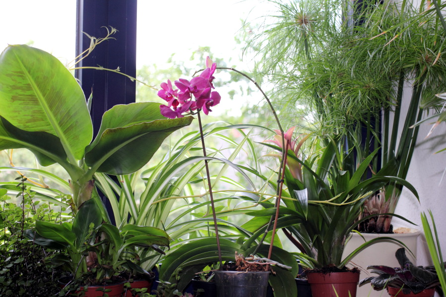 Lokation: Deutschland | Nordrhein-Westfalen | Köln | Stadtgarten Kategorien: Zimmerpflanzen, Datum: 09.08.2013