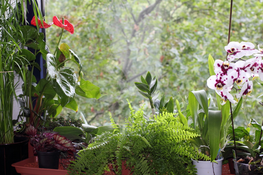 Lokation: Deutschland | Nordrhein-Westfalen | Köln | Stadtgarten Kategorien: Zimmerpflanzen, Datum: 09.08.2013