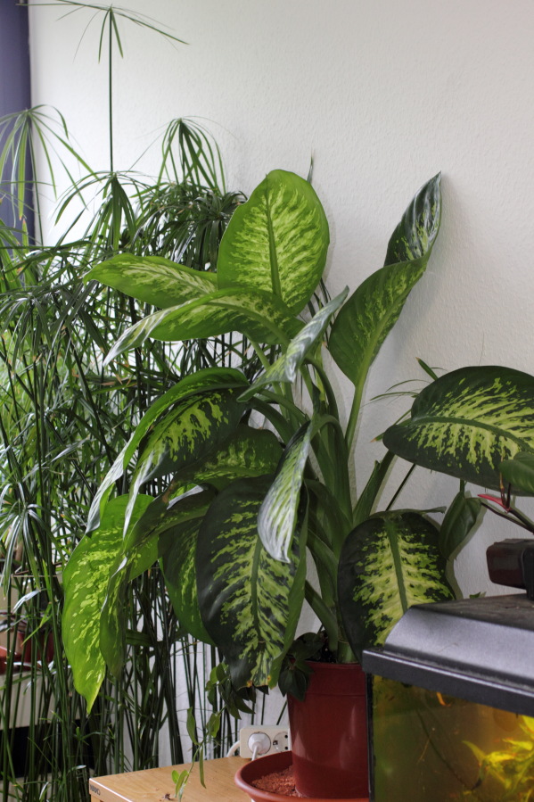 Lokation: Deutschland | Nordrhein-Westfalen | Köln | Stadtgarten Kategorien: Zimmerpflanzen, Datum: 09.08.2013