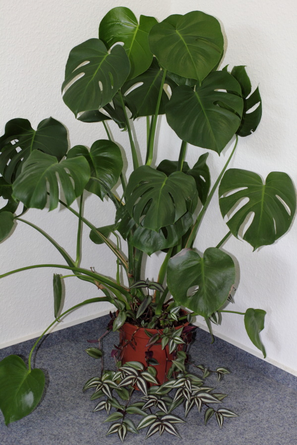 Lokation: Deutschland | Nordrhein-Westfalen | Köln | Stadtgarten Kategorien: Zimmerpflanzen, Datum: 09.08.2013