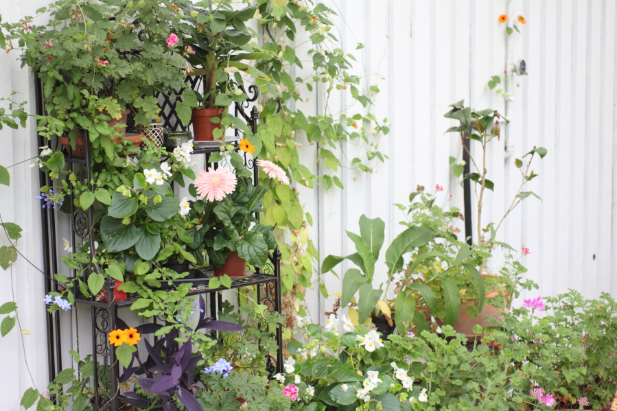 Lokation: Deutschland | Nordrhein-Westfalen | Bergisch Gladbach | Rodemich Kategorien: Kübelpflanzen, Datum: 12.08.2013