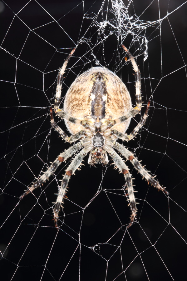Lokation: Deutschland | Nordrhein-Westfalen | Bergisch Gladbach | Rodemich Kategorien: Spinnen, Datum: 16.09.2013