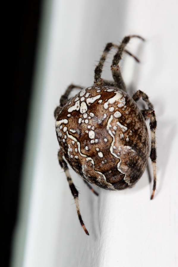 Lokation: Deutschland | Nordrhein-Westfalen | Bergisch Gladbach | Rodemich Kategorien: Spinnen, Datum: 16.09.2013