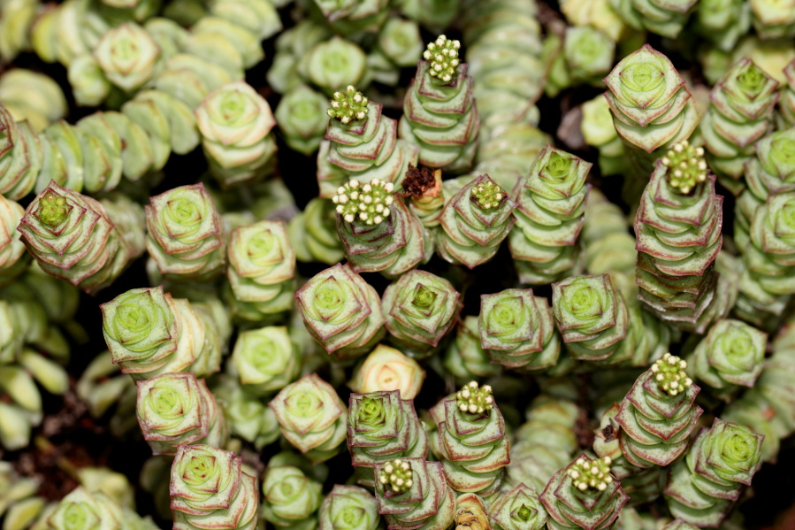 Lokation: Deutschland | Nordrhein-Westfalen | Köln | Riehl Kategorien: Gewächshaus, Datum: 17.09.2013