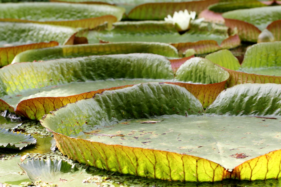 Lokation: Deutschland | Nordrhein-Westfalen | Köln | Riehl Kategorien: Habitus, Garten, Datum: 17.09.2013