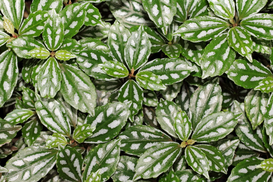 Lokation: Deutschland | Nordrhein-Westfalen | Köln | Riehl Kategorien: Gewächshaus, Datum: 17.09.2013