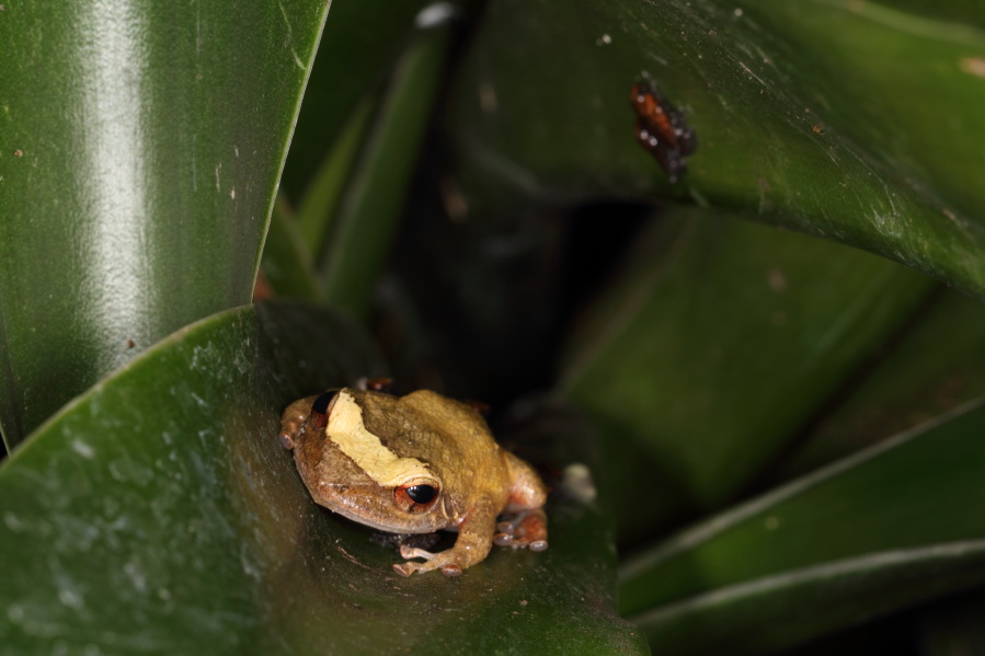 Lokation: Deutschland | Nordrhein-Westfalen | Köln | Riehl Kategorien: Gewächshaus, Frösche, Datum: 17.09.2013