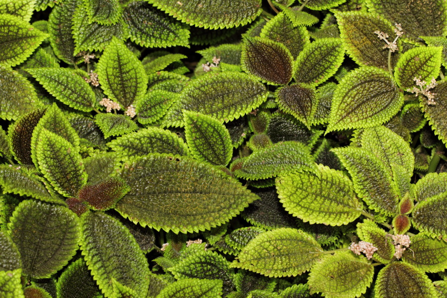 Lokation: Deutschland | Nordrhein-Westfalen | Köln | Riehl Kategorien: Gewächshaus, Datum: 17.09.2013