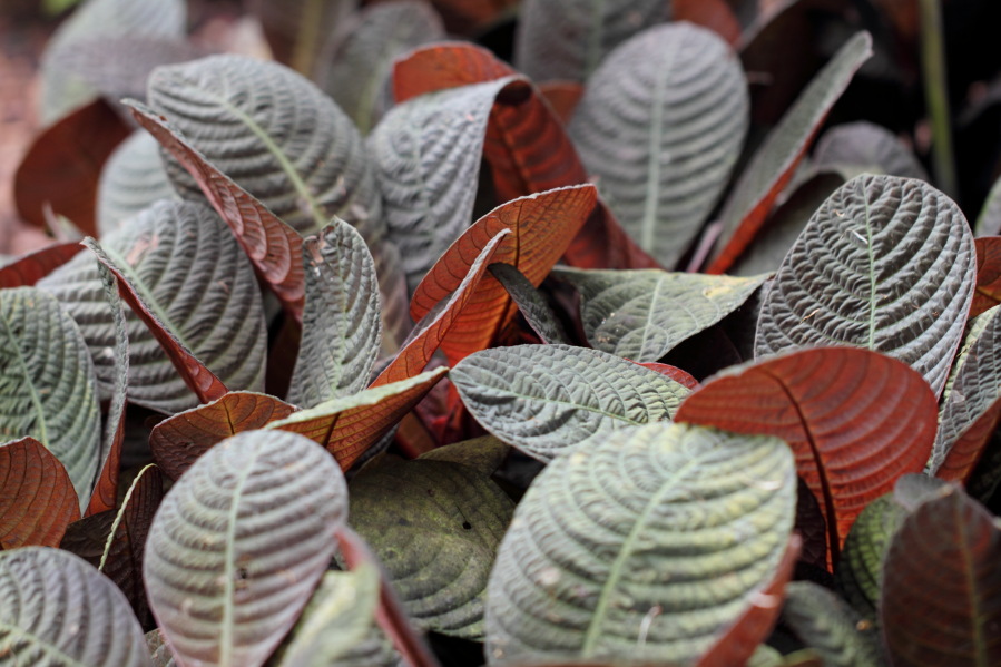 Lokation: Deutschland | Nordrhein-Westfalen | Köln | Riehl Kategorien: Gewächshaus, Datum: 17.09.2013