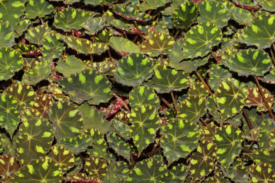 Lokation: Deutschland | Nordrhein-Westfalen | Köln | Riehl Kategorien: Gewächshaus, Datum: 17.09.2013