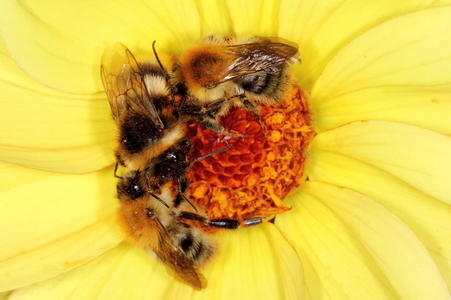 Lokation: Deutschland | Nordrhein-Westfalen | Köln | Riehl Kategorien: Blüte, Bienen, Datum: 17.09.2013