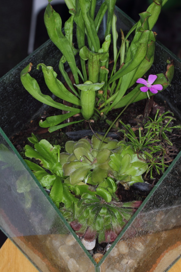 Lokation: Deutschland | Nordrhein-Westfalen | Bergisch Gladbach | Rodemich Kategorien: Zimmerpflanzen, Datum: 05.10.2013