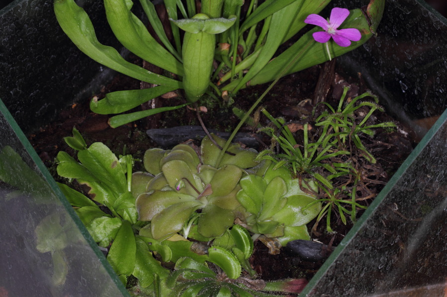 Lokation: Deutschland | Nordrhein-Westfalen | Bergisch Gladbach | Rodemich Kategorien: Zimmerpflanzen, Datum: 05.10.2013