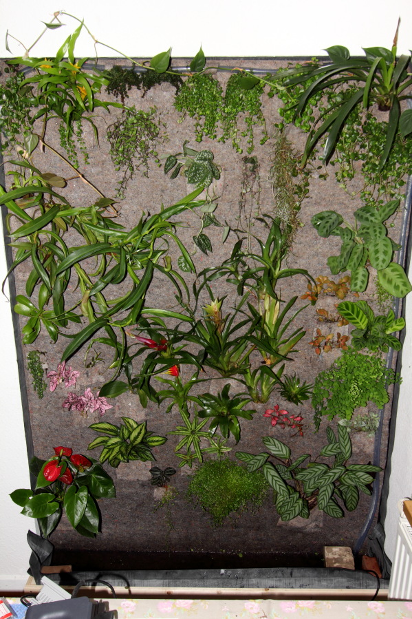 Grüne Wand Erstbepflanzung