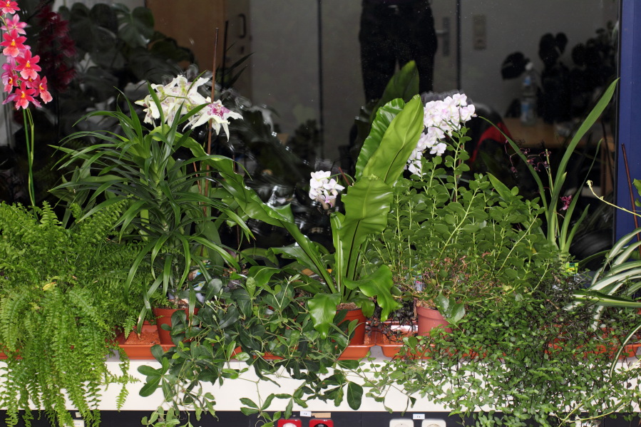 Lokation: Deutschland | Nordrhein-Westfalen | Köln | Stadtgarten Kategorien: Zimmerpflanzen, Datum: 15.10.2013