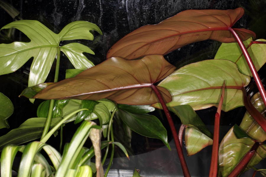 Lokation: Deutschland | Nordrhein-Westfalen | Köln | Stadtgarten Kategorien: Zimmerpflanzen, Datum: 15.10.2013