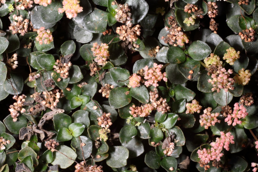 Lokation: Deutschland | Nordrhein-Westfalen | Köln | Stadtgarten Kategorien: Zimmerpflanzen, Datum: 15.10.2013