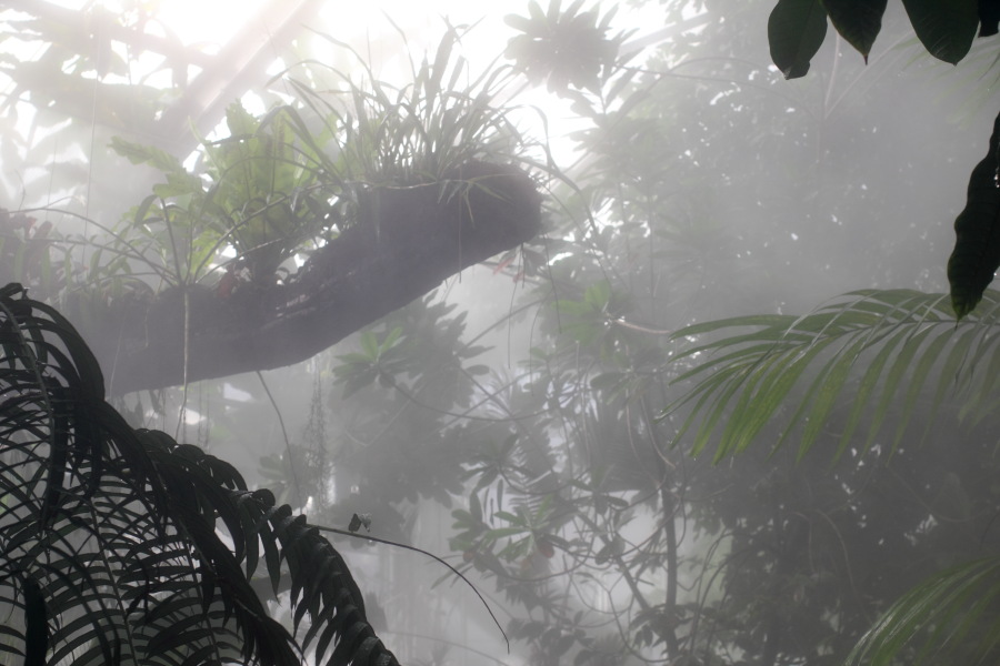 Lokation: Deutschland | Nordrhein-Westfalen | Bonn | Poppelsdorf Kategorien: Gewächshaus, Datum: 15.10.2013