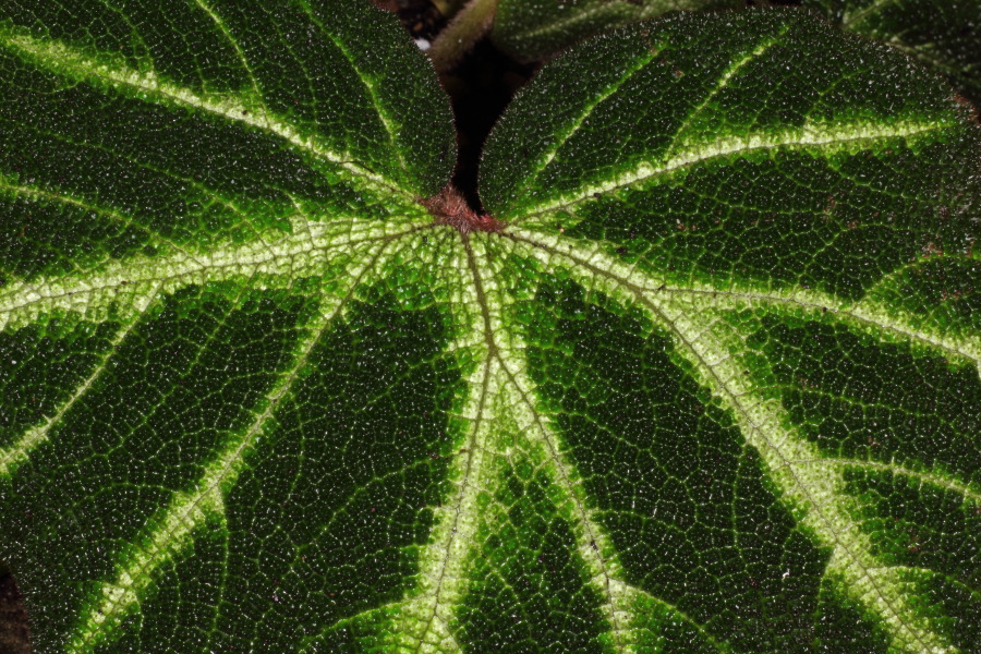 Lokation: Deutschland | Nordrhein-Westfalen | Bonn | Poppelsdorf Kategorien: Gewächshaus, Datum: 15.10.2013