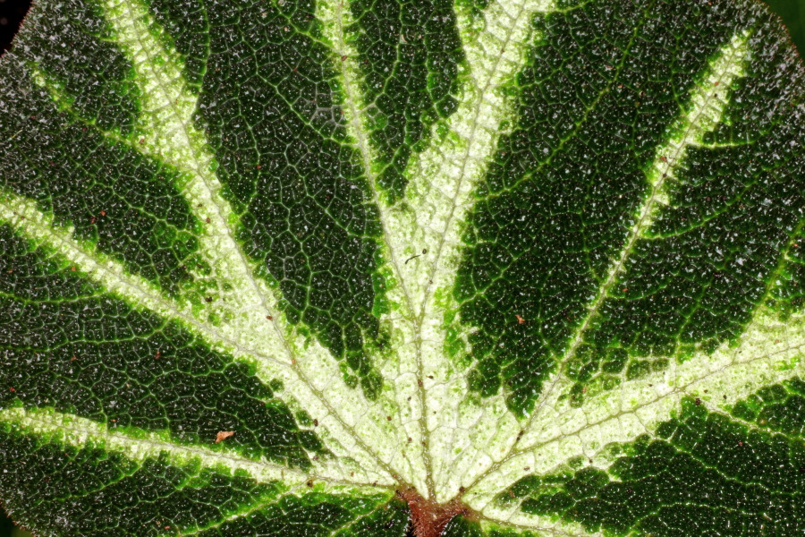 Lokation: Deutschland | Nordrhein-Westfalen | Bonn | Poppelsdorf Kategorien: Gewächshaus, Datum: 15.10.2013