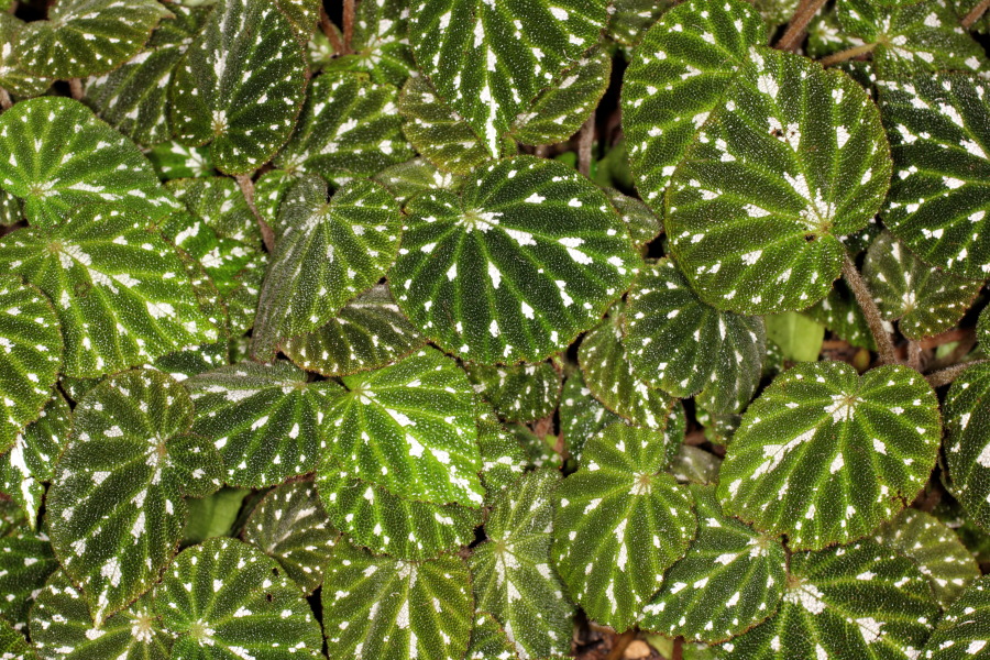 Lokation: Deutschland | Nordrhein-Westfalen | Bonn | Poppelsdorf Kategorien: Gewächshaus, Datum: 15.10.2013