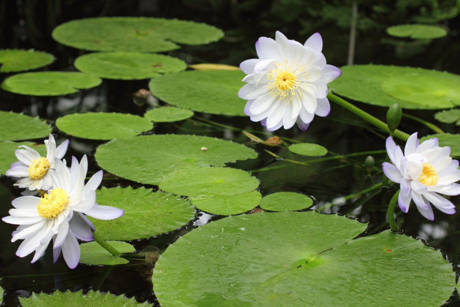 Lokation: Deutschland | Nordrhein-Westfalen | Bonn | Poppelsdorf Kategorien: Gewächshaus, Datum: 15.10.2013