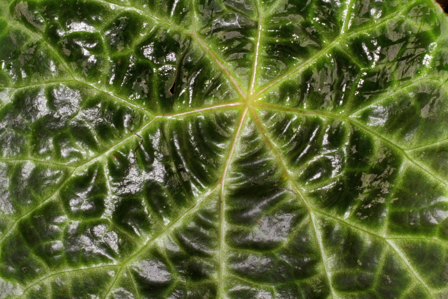 Lokation: Deutschland | Nordrhein-Westfalen | Bonn | Poppelsdorf Kategorien: Gewächshaus, Datum: 15.10.2013