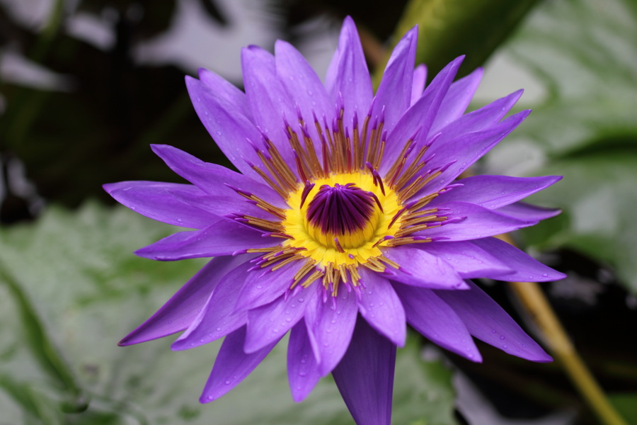 Lokation: Deutschland | Nordrhein-Westfalen | Bonn | Poppelsdorf Kategorien: Gewächshaus, Datum: 15.10.2013