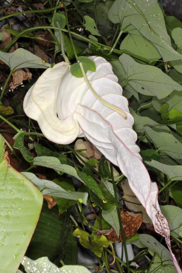 Lokation: Deutschland | Nordrhein-Westfalen | Bonn | Poppelsdorf Kategorien: Gewächshaus, Datum: 15.10.2013