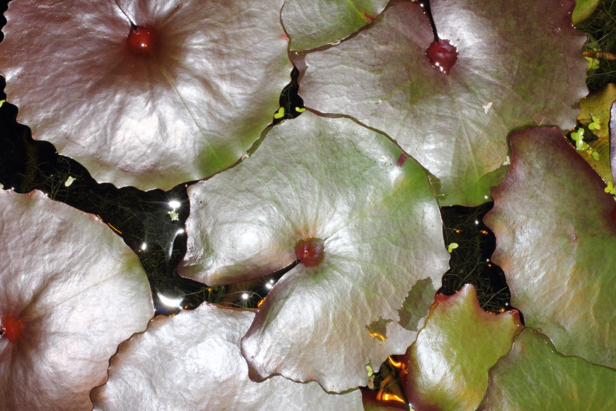 Lokation: Deutschland | Nordrhein-Westfalen | Bonn | Poppelsdorf Kategorien: Gewächshaus, Datum: 15.10.2013