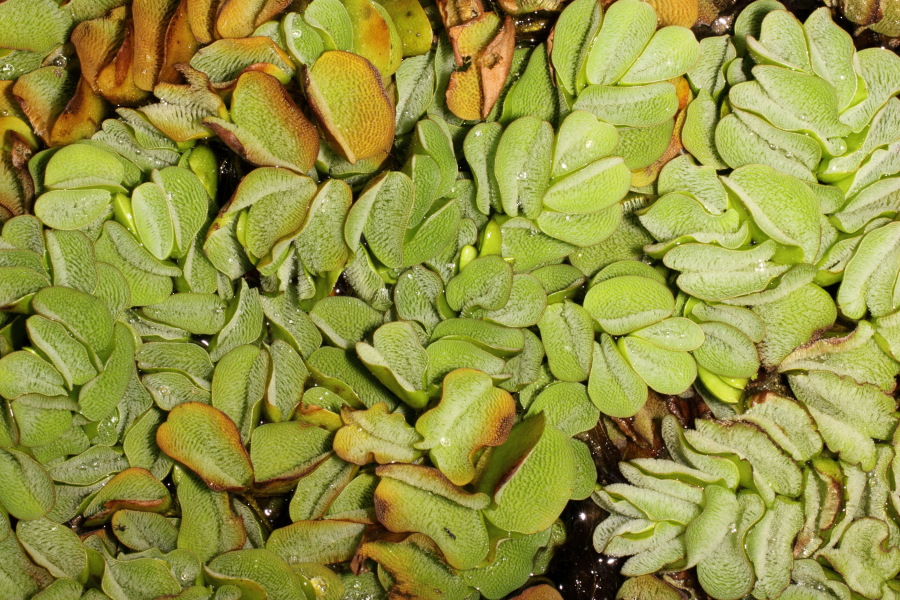 Lokation: Deutschland | Nordrhein-Westfalen | Bonn | Poppelsdorf Kategorien: Gewächshaus, Datum: 15.10.2013