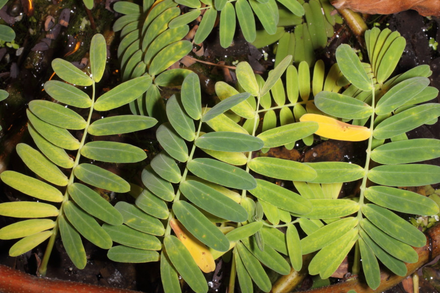 Lokation: Deutschland | Nordrhein-Westfalen | Bonn | Poppelsdorf Kategorien: Gewächshaus, Datum: 15.10.2013