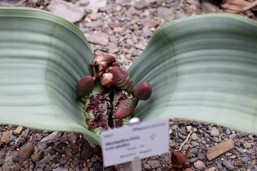 Lokation: Deutschland | Nordrhein-Westfalen | Bonn | Poppelsdorf Kategorien: Gewächshaus, Datum: 15.10.2013