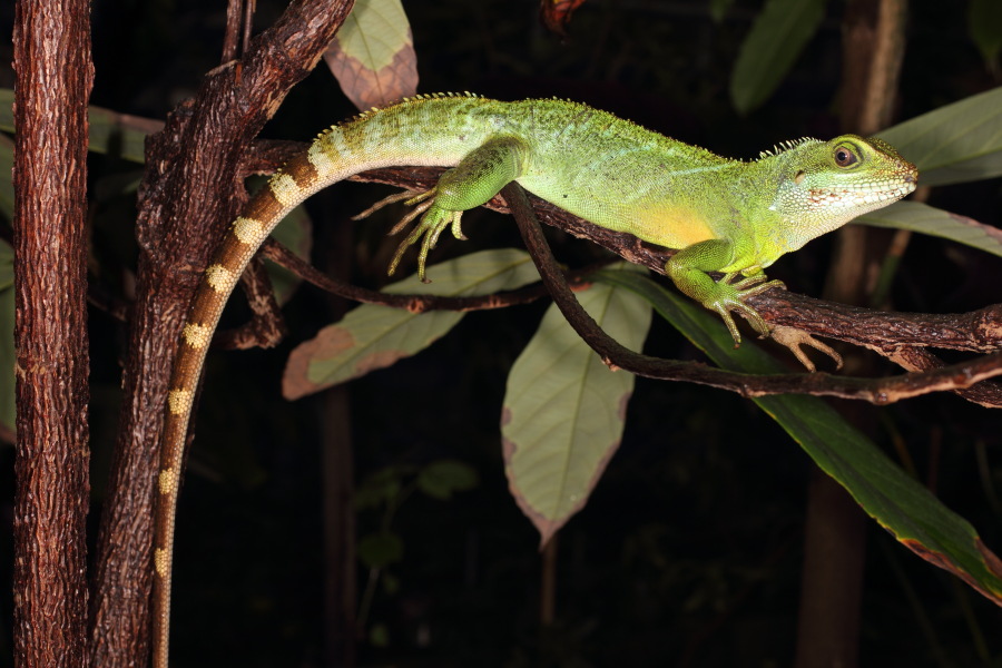 Lokation: Deutschland | Nordrhein-Westfalen | Bonn | Poppelsdorf Kategorien: Gewächshaus, Datum: 15.10.2013