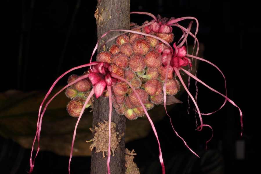 Lokation: Deutschland | Nordrhein-Westfalen | Bonn | Poppelsdorf Kategorien: Gewächshaus, Datum: 15.10.2013