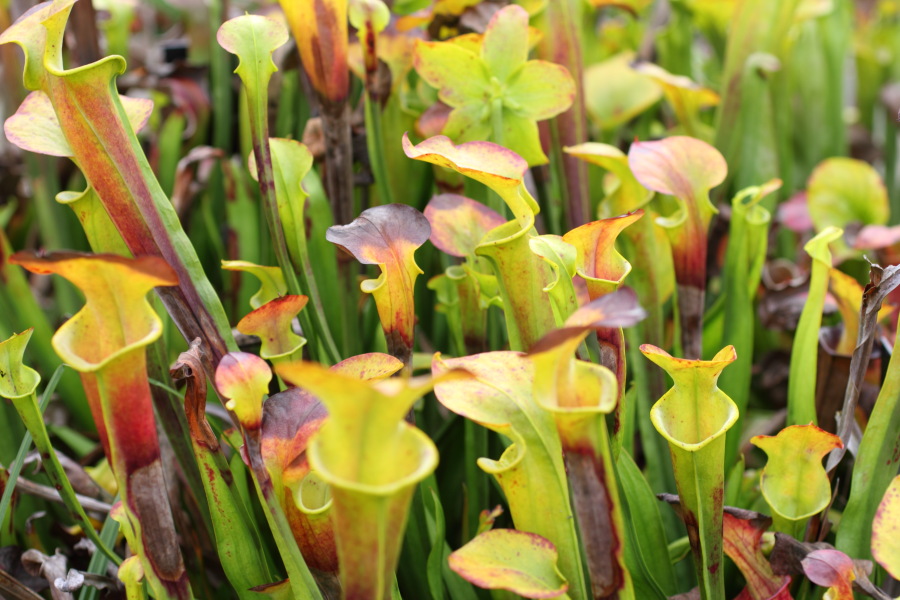 Lokation: Deutschland | Nordrhein-Westfalen | Bonn | Poppelsdorf Kategorien: Habitus, Datum: 15.10.2013