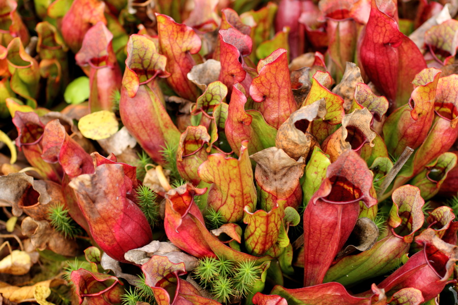 Lokation: Deutschland | Nordrhein-Westfalen | Bonn | Poppelsdorf Kategorien: Habitus, Datum: 15.10.2013