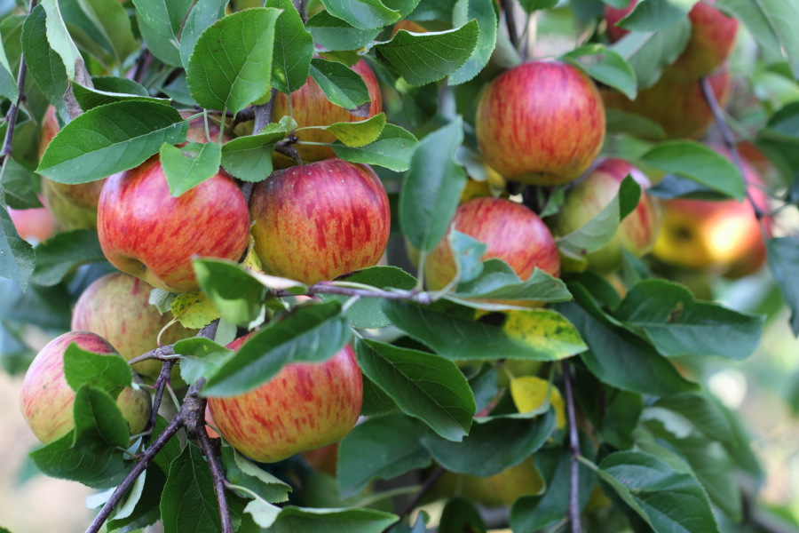 Lokation: Deutschland | Nordrhein-Westfalen | Bergisch Gladbach | Rodemich Kategorien: Äpfel, Datum: 22.10.2013