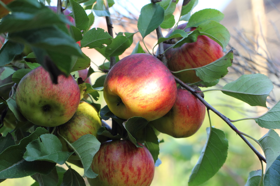Lokation: Deutschland | Nordrhein-Westfalen | Bergisch Gladbach | Rodemich Kategorien: Äpfel, Datum: 22.10.2013