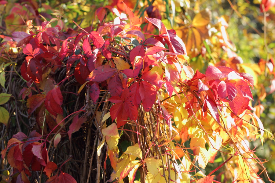 Lokation: Deutschland | Nordrhein-Westfalen | Bergisch Gladbach | Rodemich Kategorien: Herbst, Datum: 22.10.2013