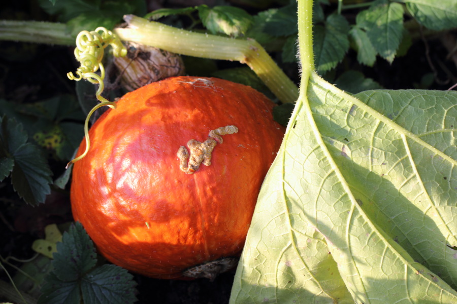 Lokation: Deutschland | Nordrhein-Westfalen | Bergisch Gladbach | Rodemich Kategorien: Früchte, Datum: 22.10.2013