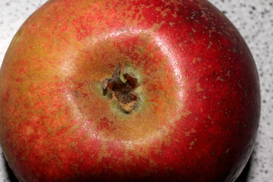 Lokation: Deutschland | Nordrhein-Westfalen | Bergisch Gladbach | Rodemich Kategorien: Äpfel, Datum: 22.10.2013