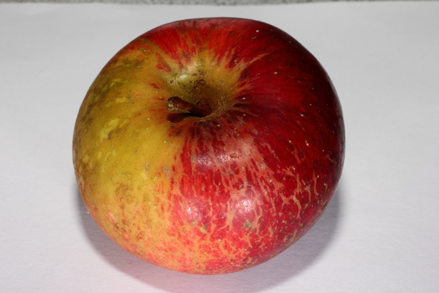 Lokation: Deutschland | Nordrhein-Westfalen | Bergisch Gladbach | Rodemich Kategorien: Äpfel, Datum: 22.10.2013