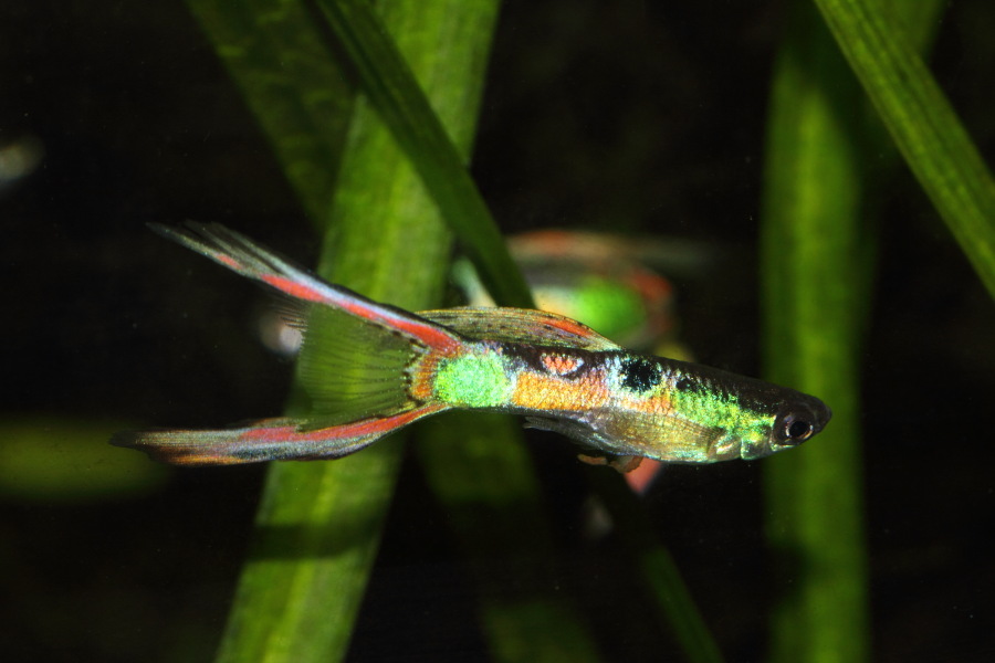 Lokation: Deutschland | Nordrhein-Westfalen | Bergisch Gladbach | Rodemich Kategorien: Fische, Datum: 14.11.2013