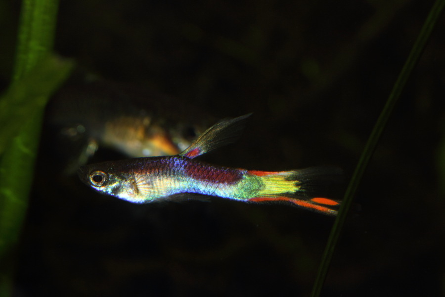 Lokation: Deutschland | Nordrhein-Westfalen | Bergisch Gladbach | Rodemich Kategorien: Fische, Datum: 14.11.2013