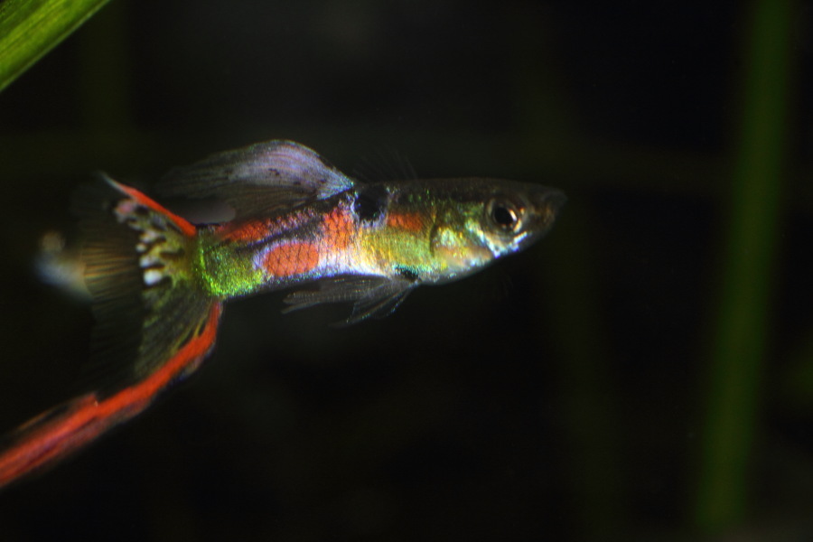 Lokation: Deutschland | Nordrhein-Westfalen | Bergisch Gladbach | Rodemich Kategorien: Fische, Datum: 14.11.2013