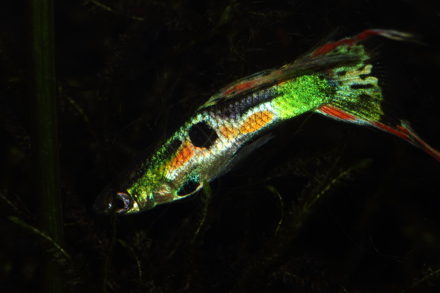 Lokation: Deutschland | Nordrhein-Westfalen | Bergisch Gladbach | Rodemich Kategorien: Fische, Datum: 14.11.2013